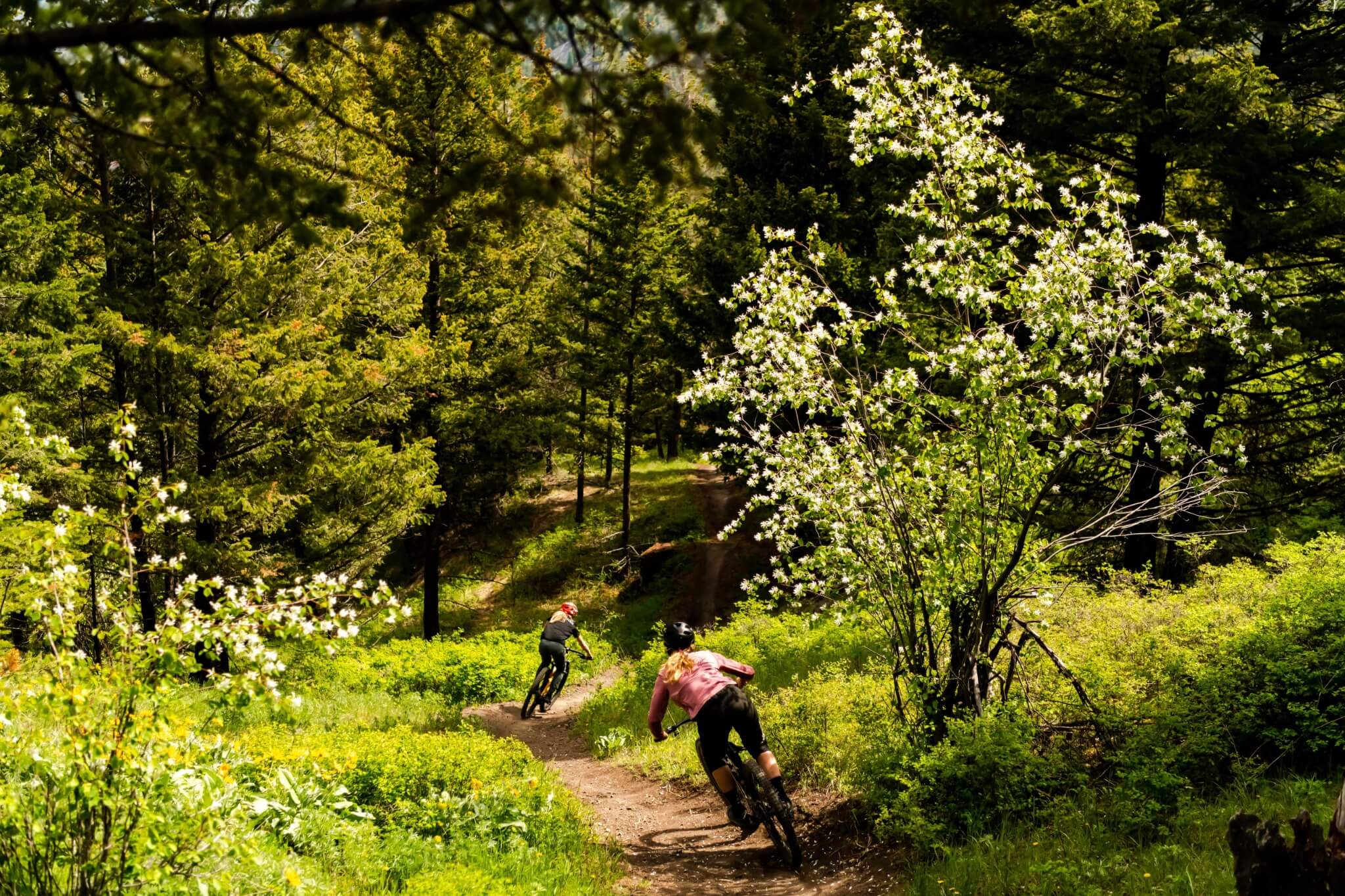 Mountainbiker im Wald auf Trail umgeben von blühenden Bäumen, ideal für Trek-Fuel-EX-Modelle.
