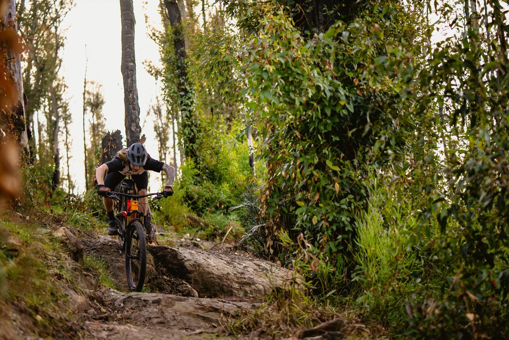 Mountainbiker fährt auf dem Trek Top Fuel durch einen Waldweg, umgeben von dichtem Grün.
