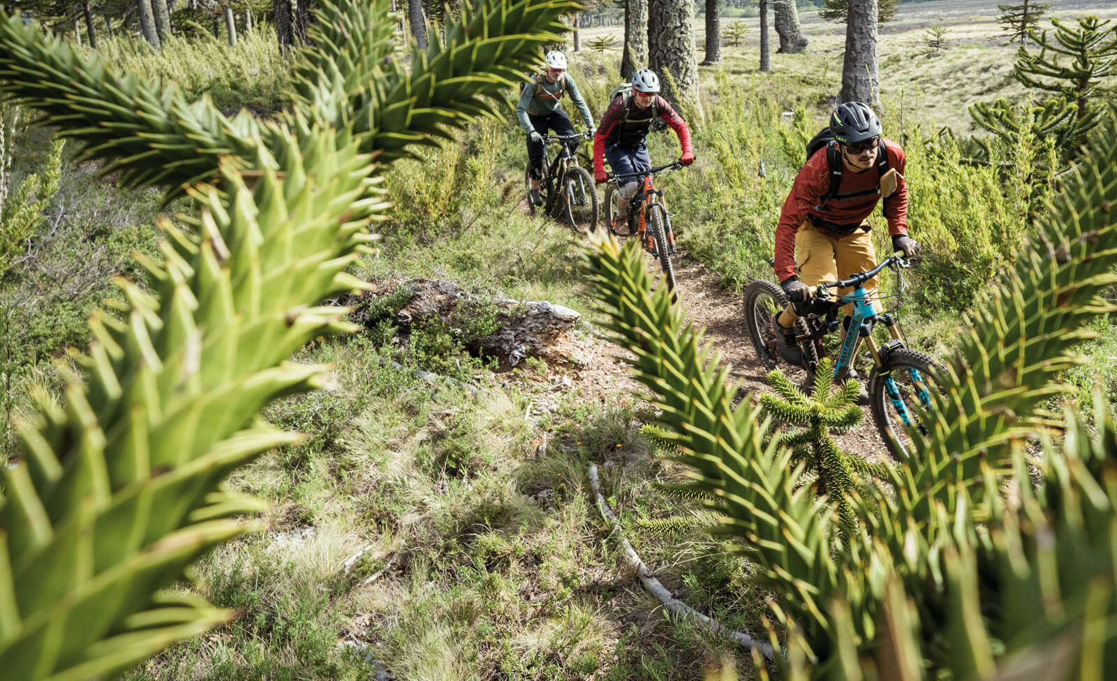 Drei Mountainbiker fahren durch einen Waldpfad, umgeben von grüner Vegetation, mit Helmen und Rucksäcken ausgestattet.
